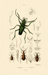 Langhornkäfer